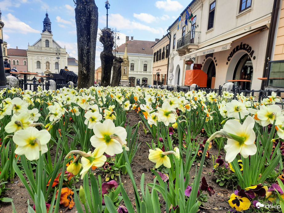 Tulipános Pécs