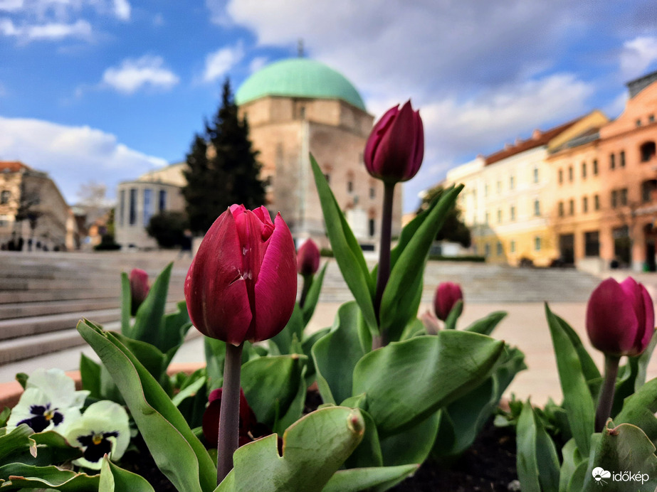 Tulipános Pécs