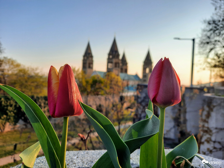 Tulipános Pécs