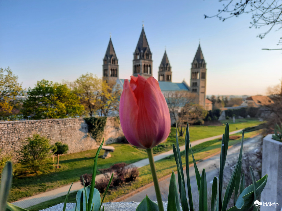 Tulipános Pécs