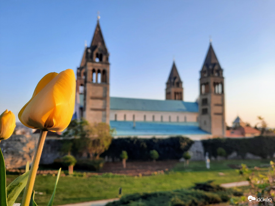 Tulipános Pécs