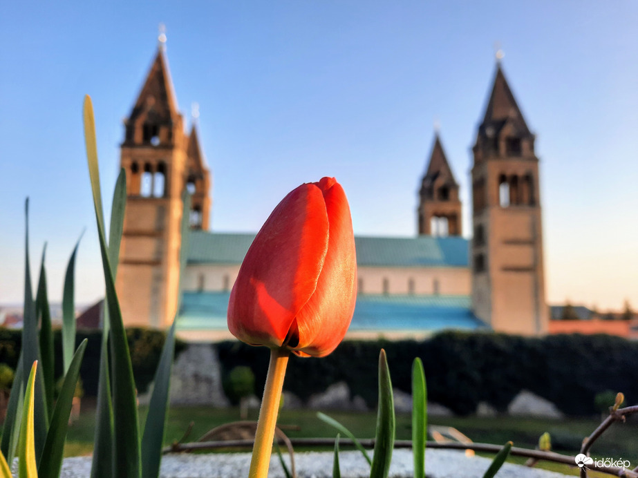 Tulipános Pécs