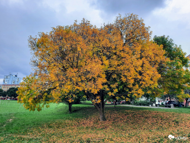 Pécsi ősz