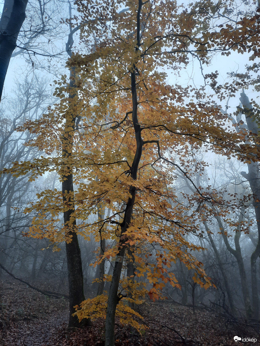 Ködös ősz a Mecseken