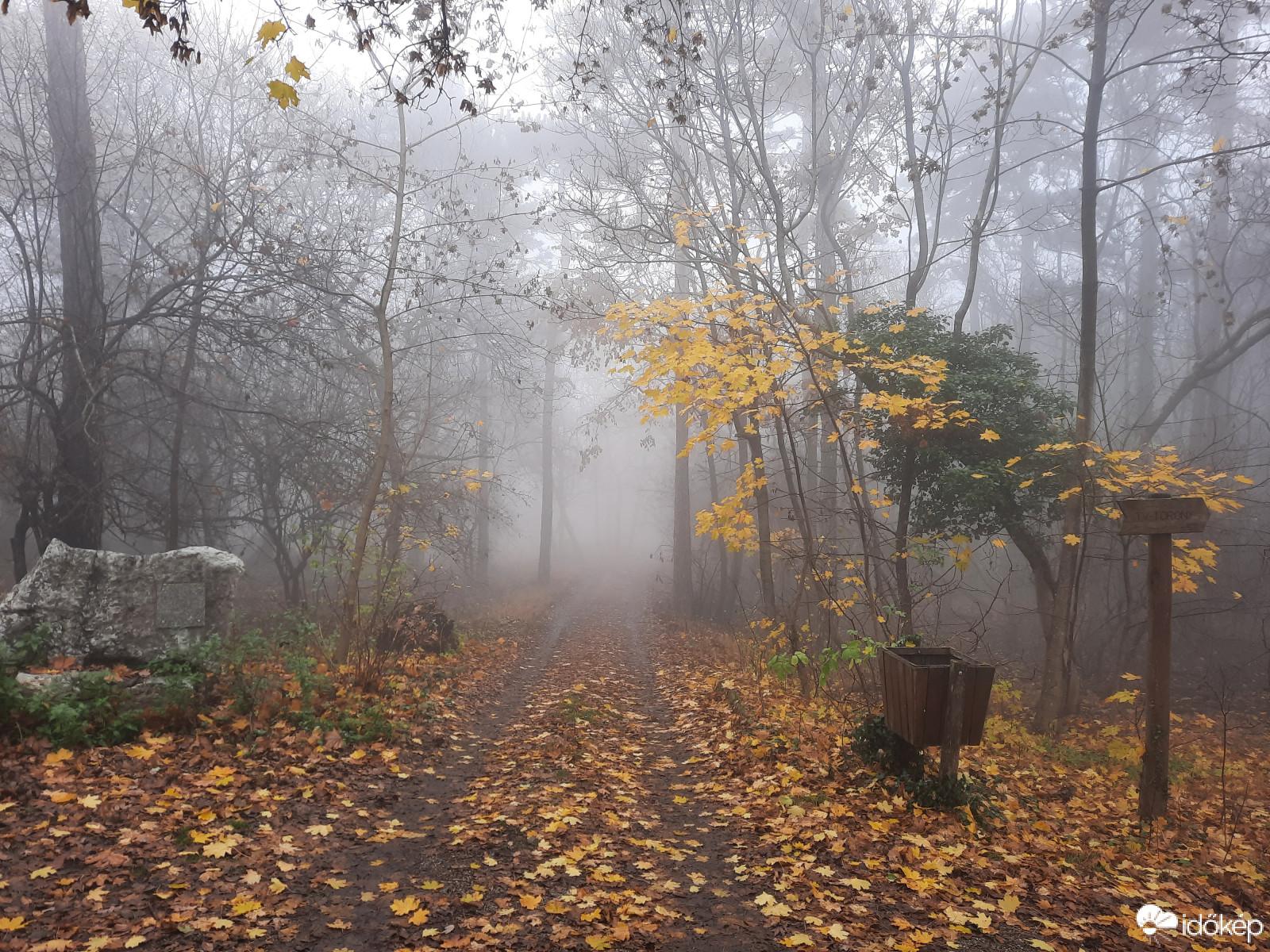 Ködös őszi Mecsek