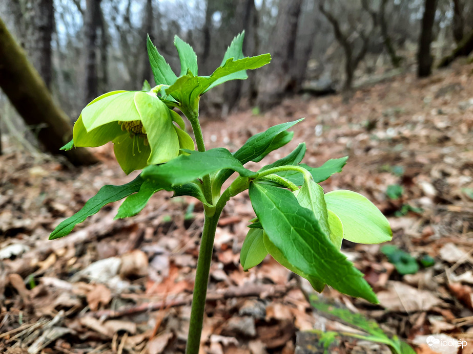 illatos hunyor virágzás