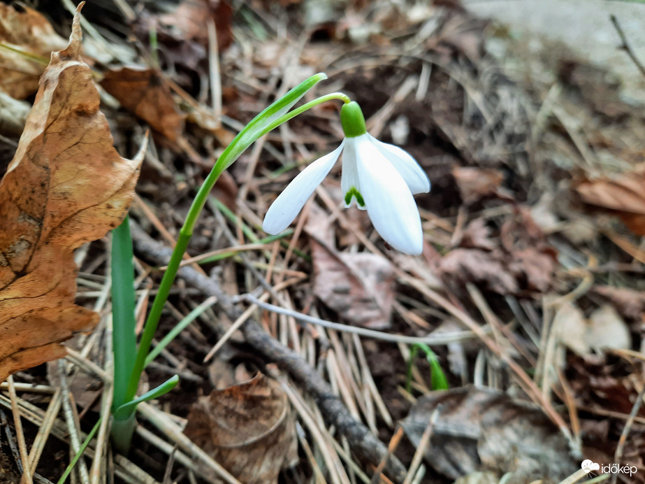 Hóvirág virágzás