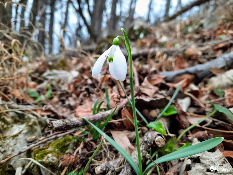 Hóvirág virágzás