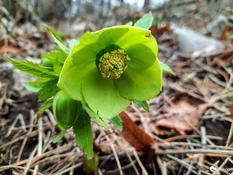illatos hunyor virágzás
