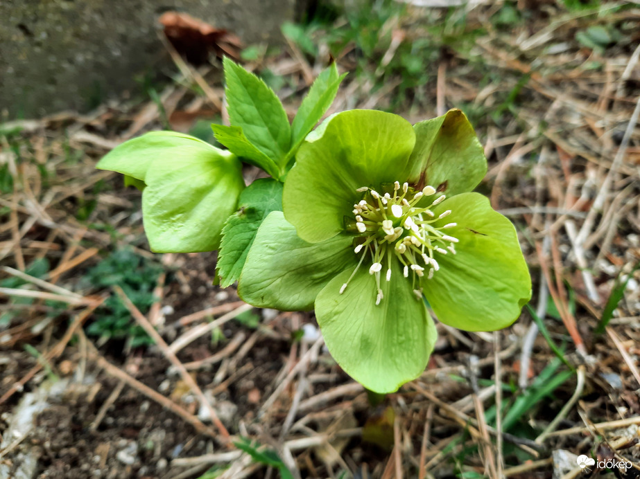 illatos hunyor virágzás