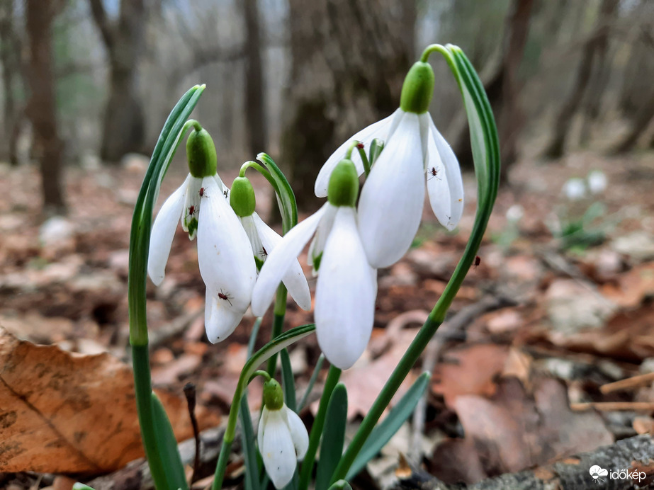 Hóvirág virágzás