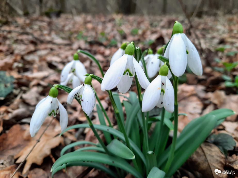 Hóvirág virágzás