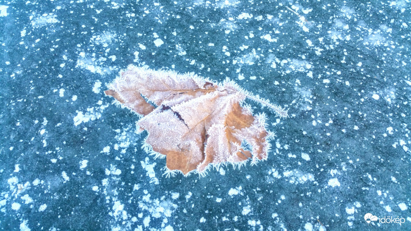 Vízbe fagyott levél