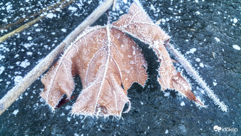 Vízbe fagyott levél