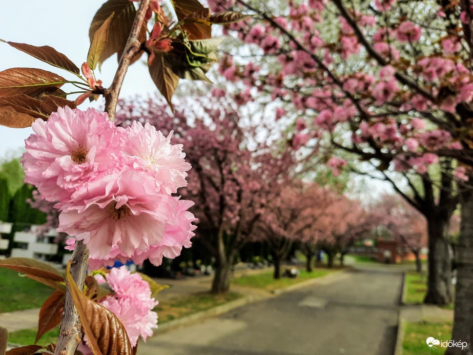 Japáncseresznye virágzás Pécsett