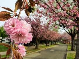 Japáncseresznye virágzás Pécsett