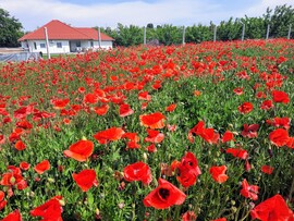 Pipacsmező Pécsett