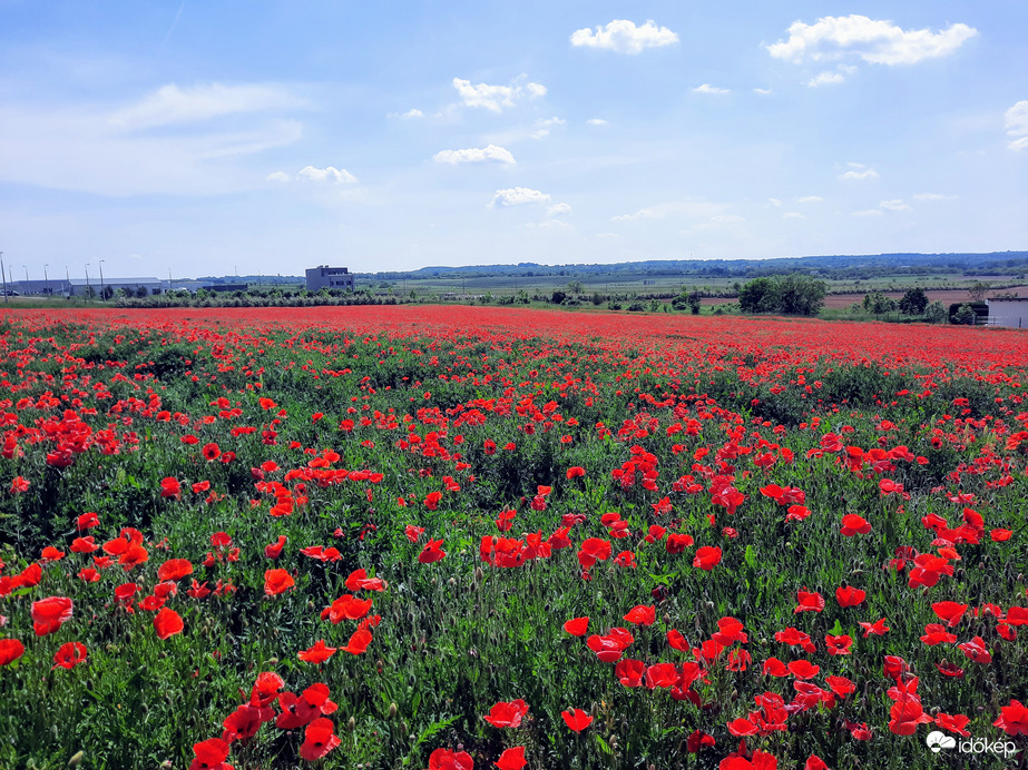 Pipacsmező Pécsett