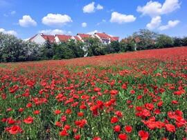 Pipacsmező Pécsett