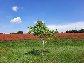 Pipacsmező Pécsett