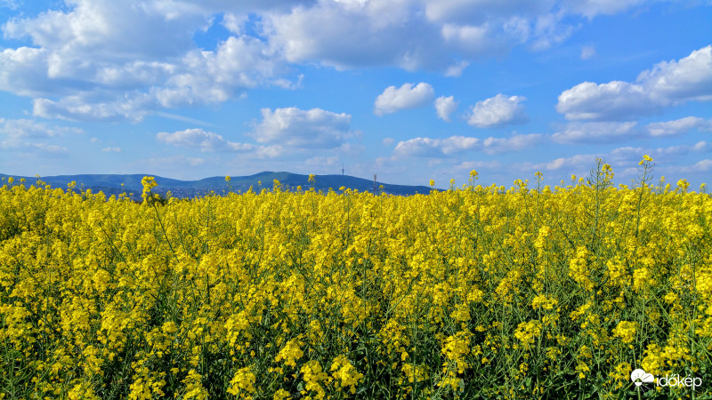 Repcevirágzás Pécsett