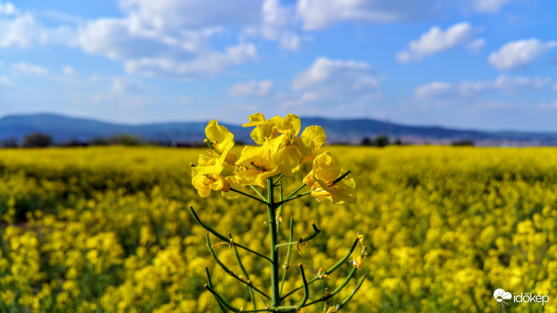 Repcevirágzás Pécsett