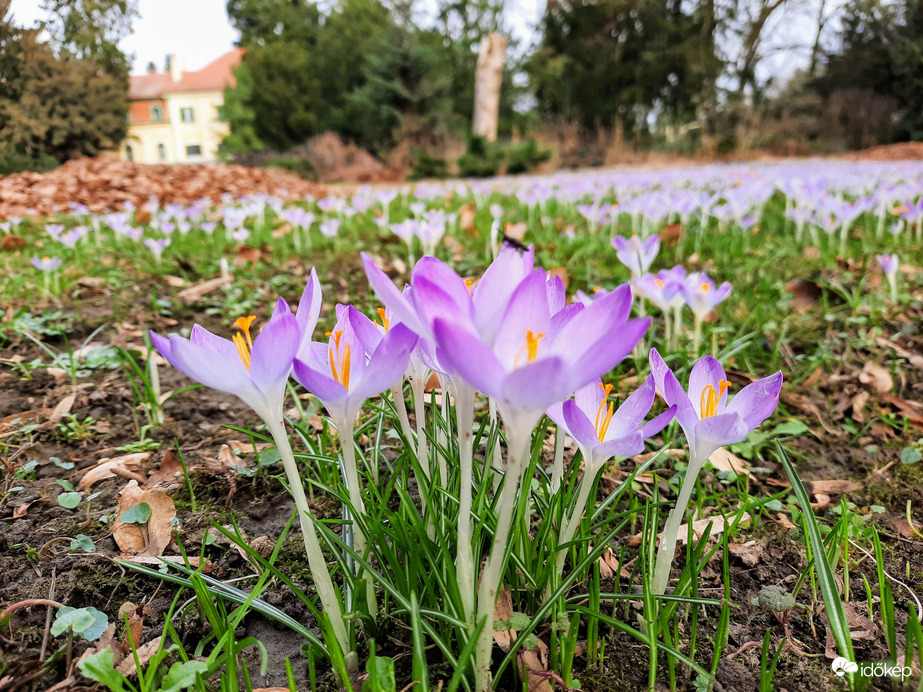 Illír sáfrány virágzás