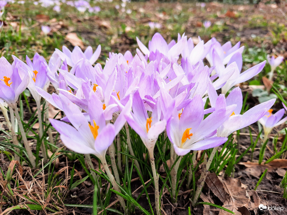 Illír sáfrány virágzás