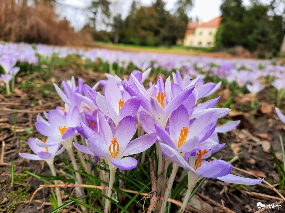 Illír sáfrány virágzás