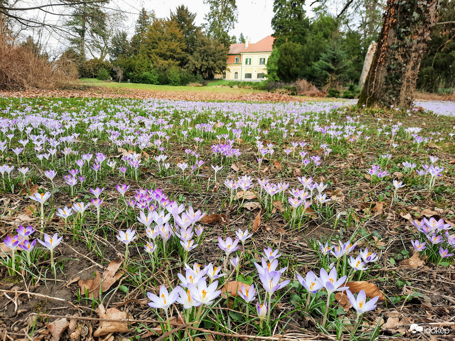 Illír sáfrány virágzás