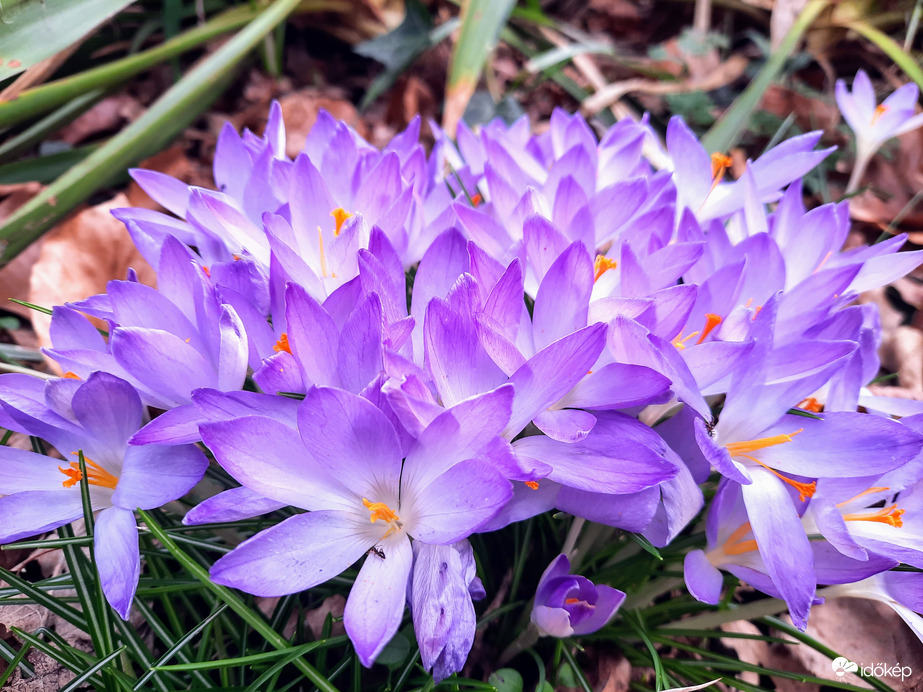 Illír sáfrány virágzás