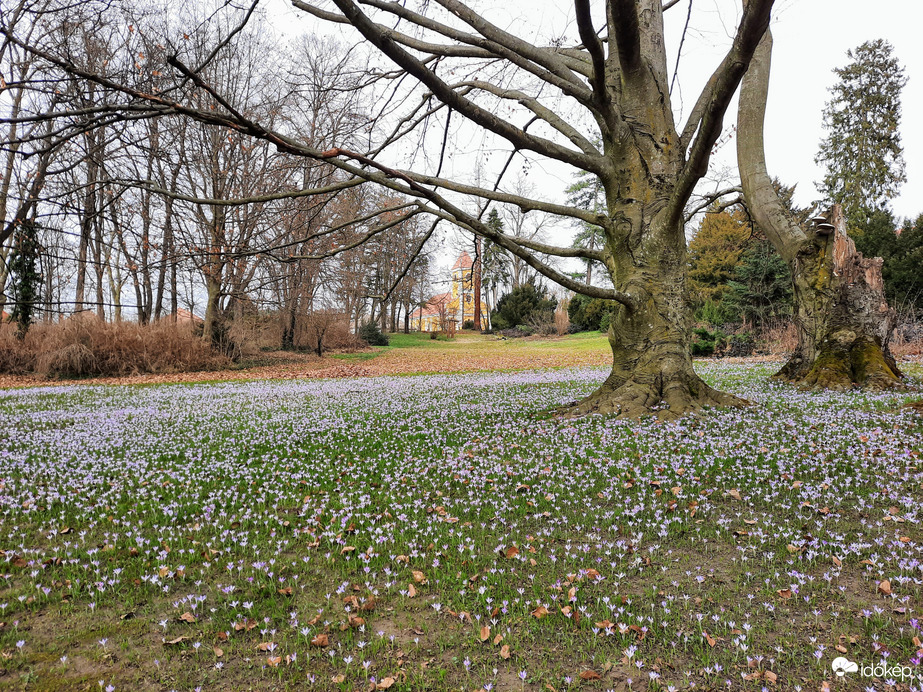 Illír sáfrány virágzás