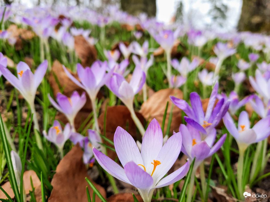 Illír sáfrány virágzás