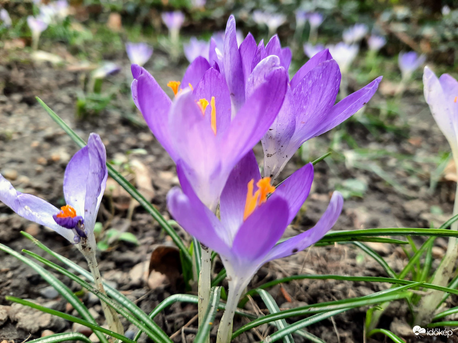 Illír sáfrány virágzás