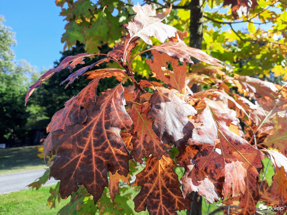 Balatonföldvári ősz