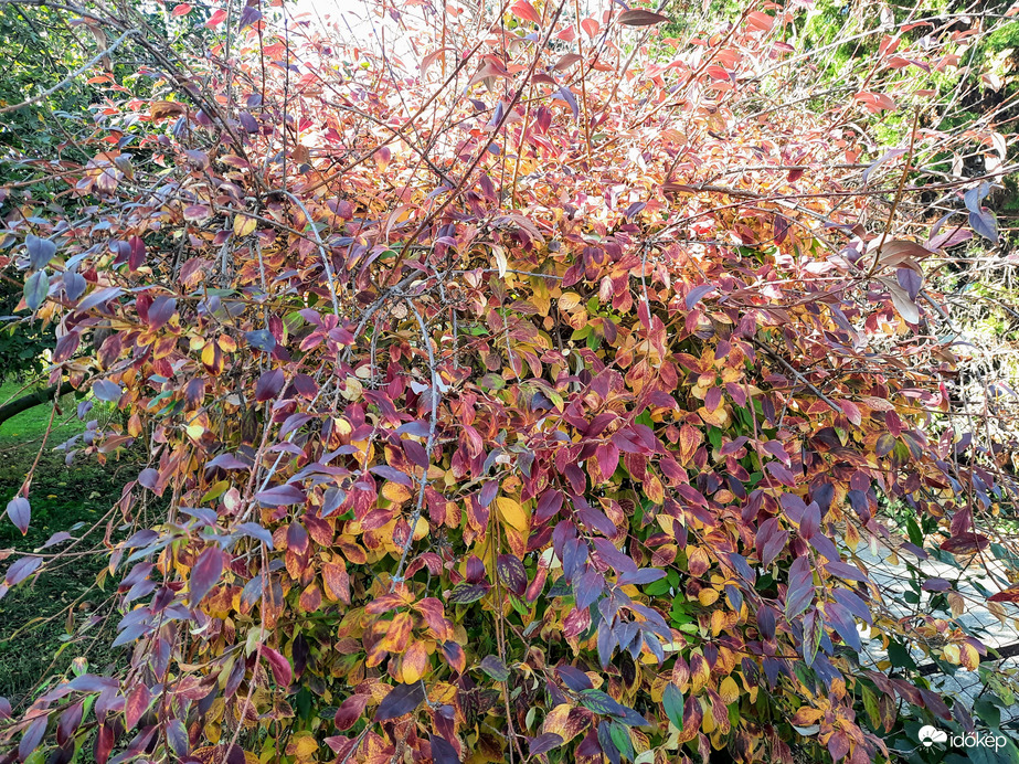 Balatonföldvári ősz