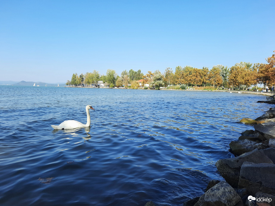 Hattyú őszi háttérrel