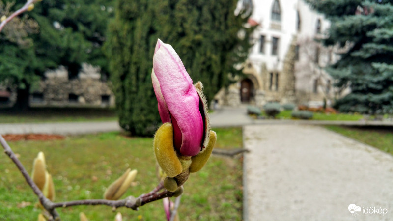 Magnólia virágzás Pécsett