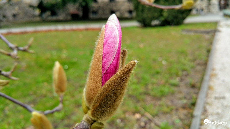 Magnólia virágzás Pécsett