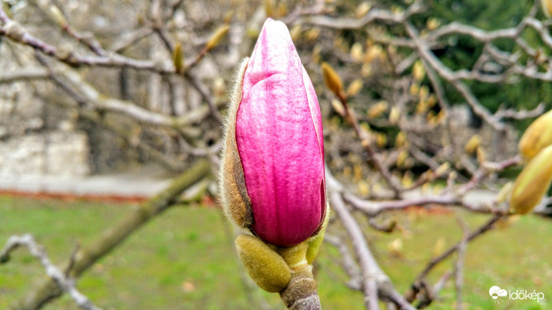 Magnólia virágzás Pécsett