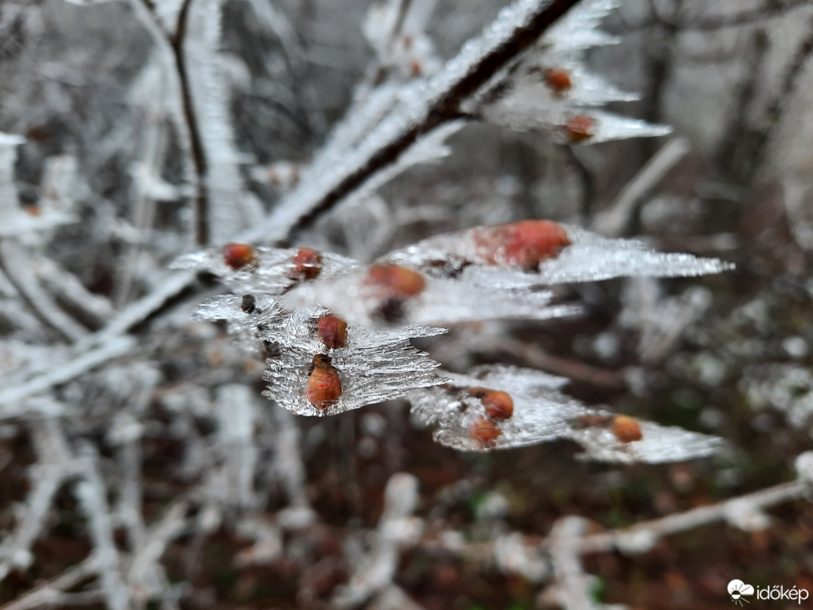 Téli világ a Mecseken