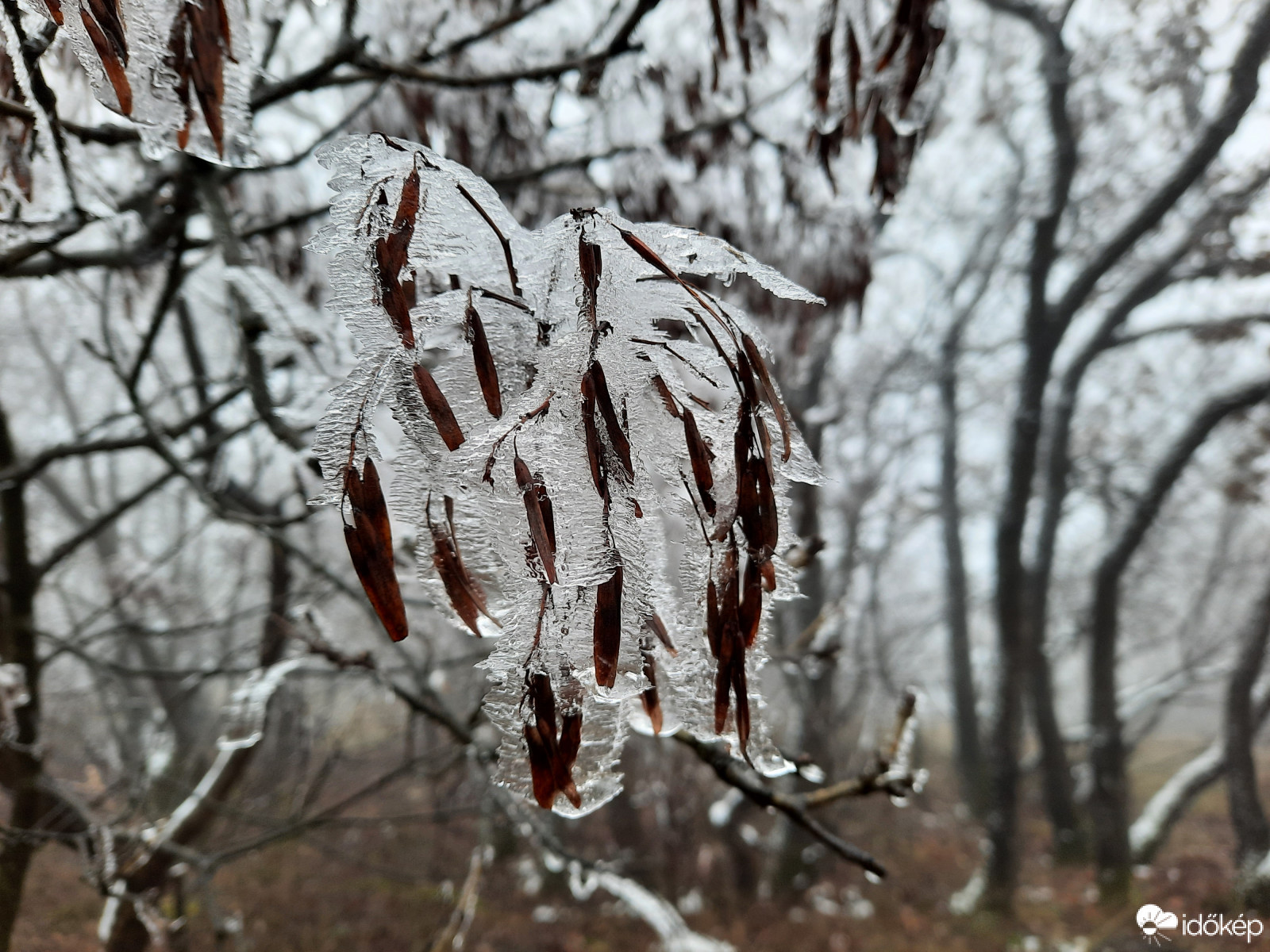 Téli világ a Mecseken