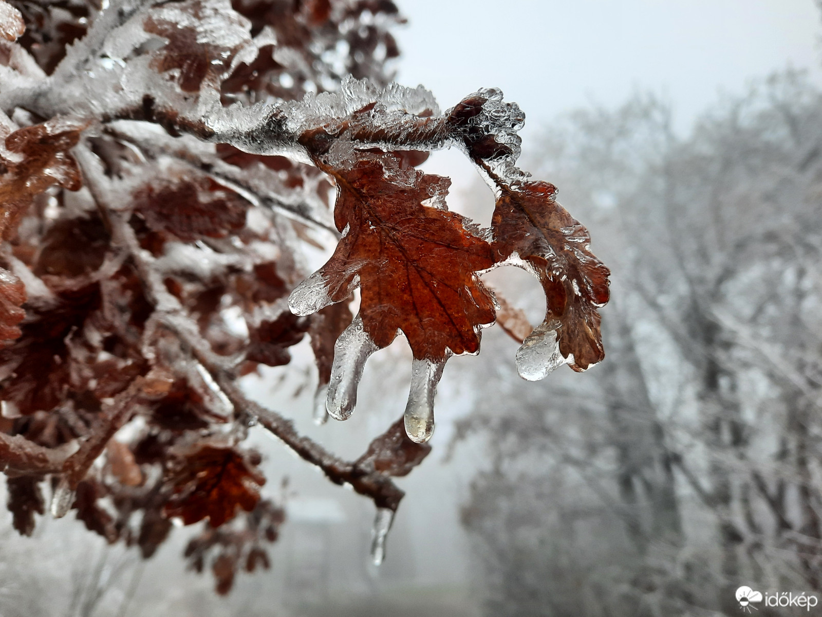 Téli világ a Mecseken