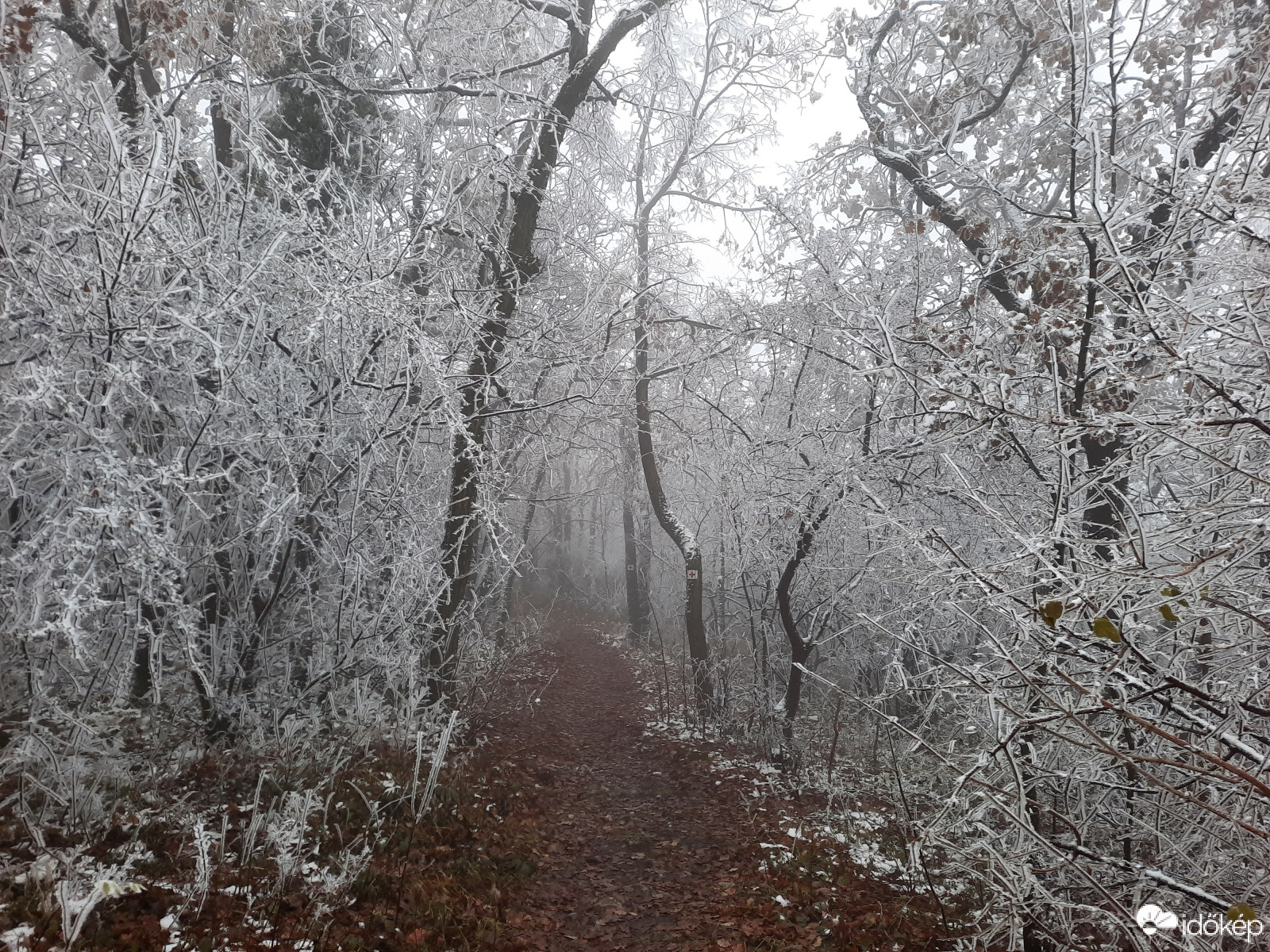 Téli világ a Mecseken