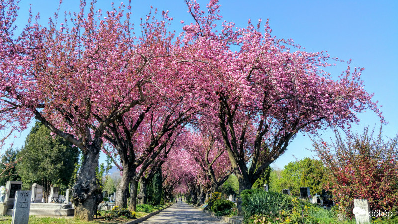 Japán díszcseresznye Pécsett