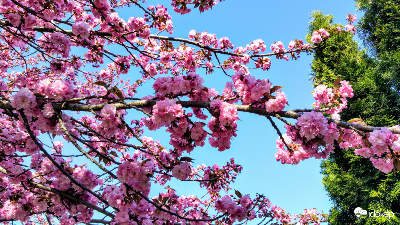 Japán díszcseresznye Pécsett