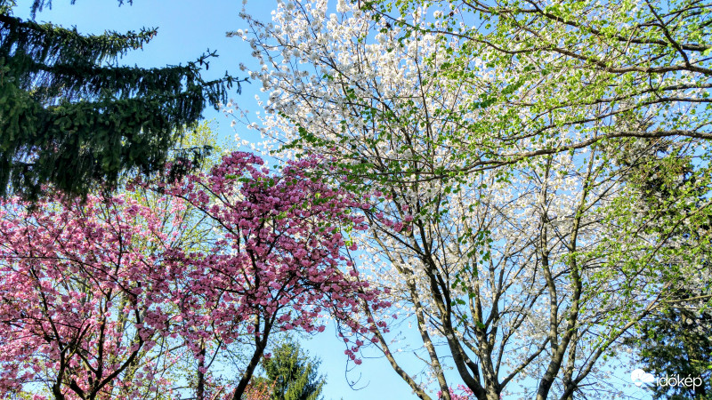 Tavaszi színkavalkád - Pécs