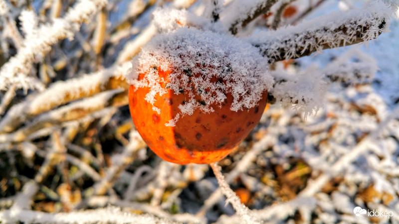 Zúzmarás gránátalma