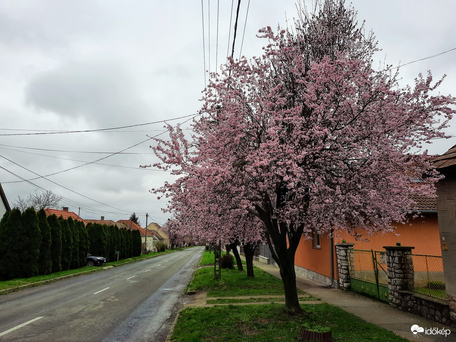 Vérszilva virágzás Diósviszlón