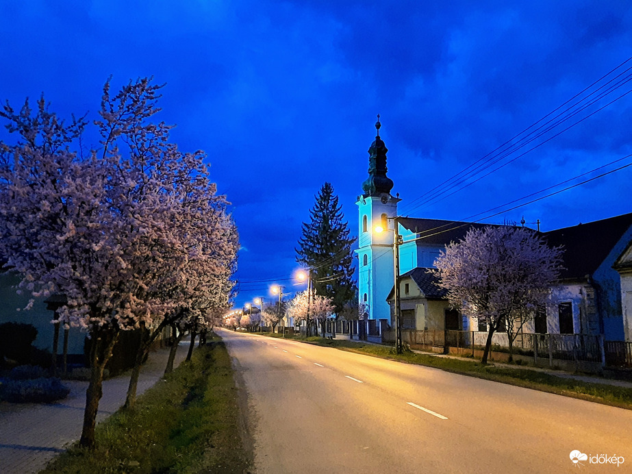 Vérszilva virágzás Darányban
